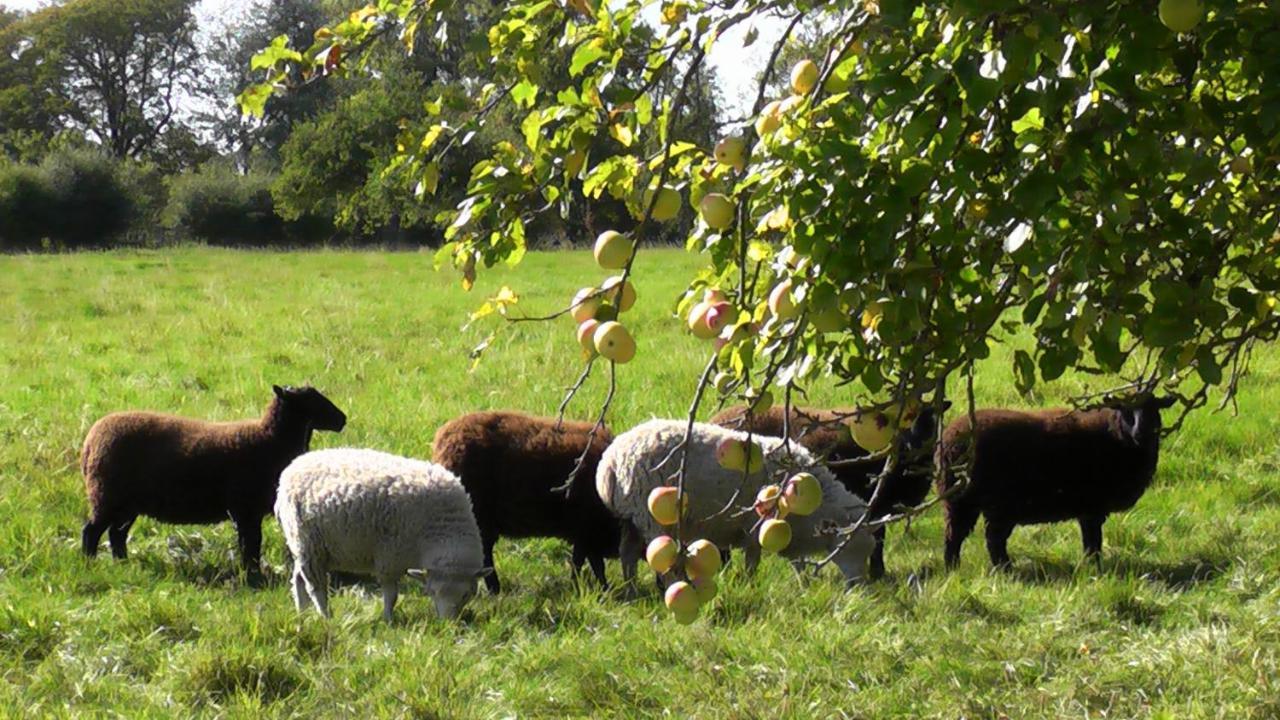 Farm stay The Abberton Shepherds Hut *