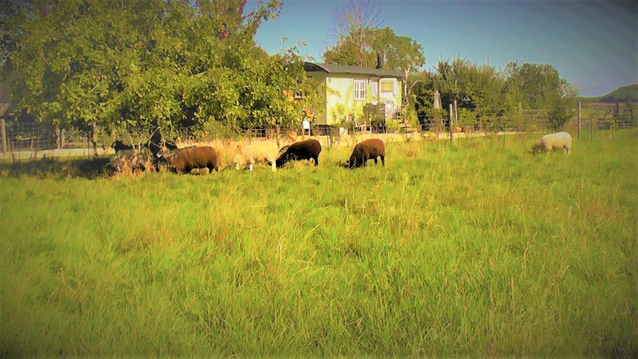 The Abberton Shepherds Hut *
